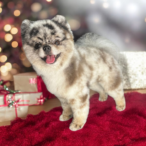 Pomeraan met bijzondere vachttekening voor de kerstboom