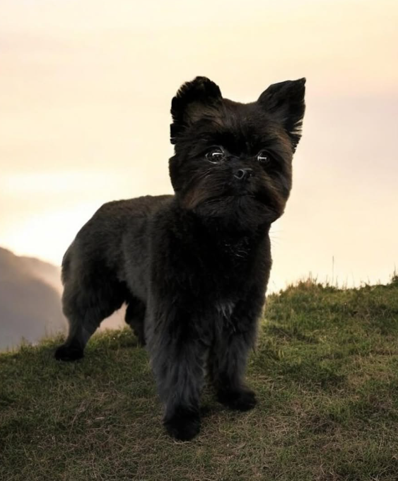 Freshly trimmed dog